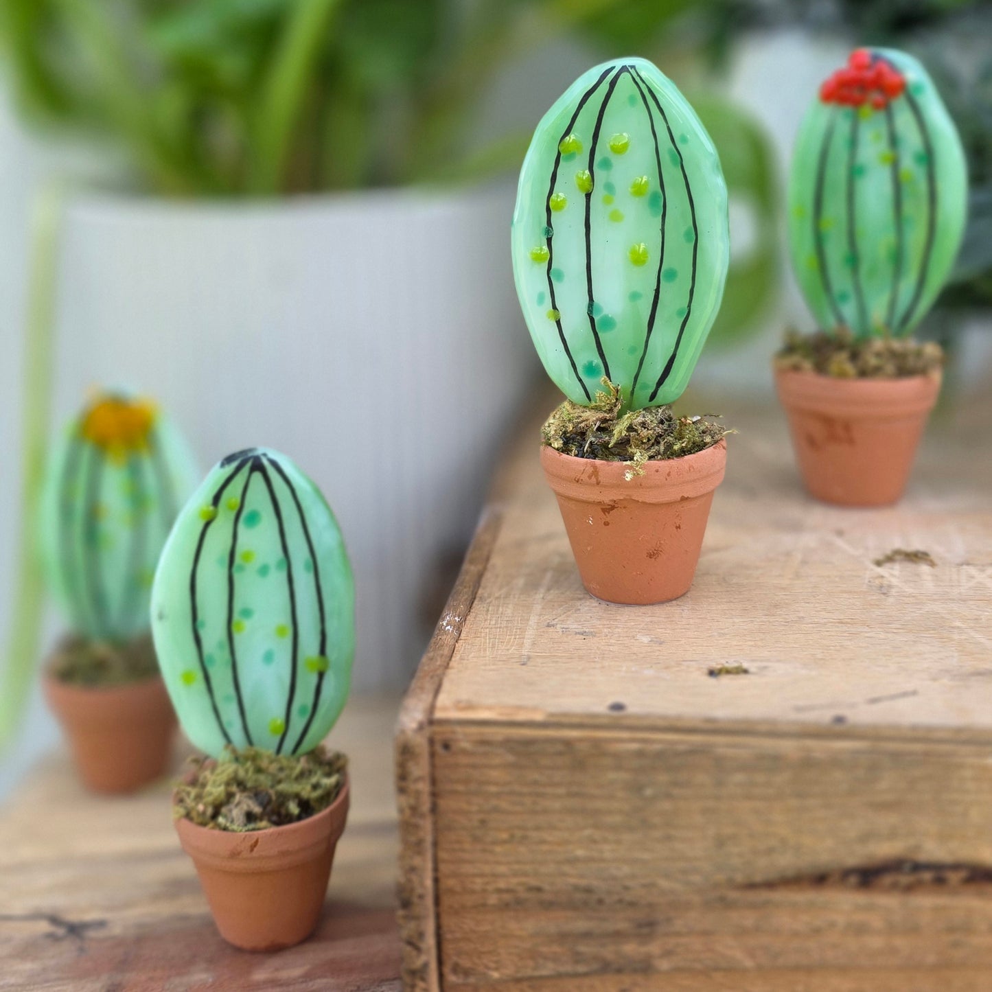 Cacti | In a Pot