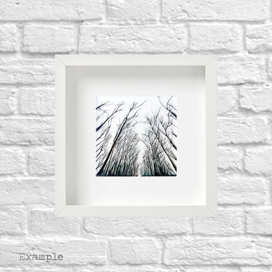Black Forest | Framed Glass