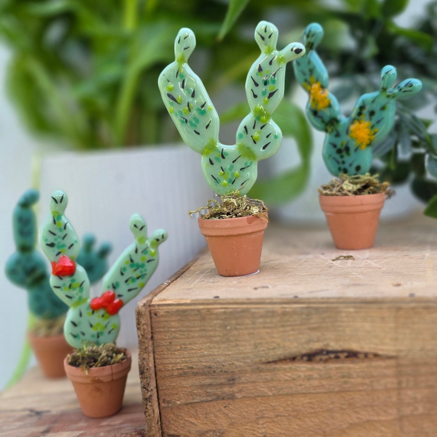 Cacti | In a Pot