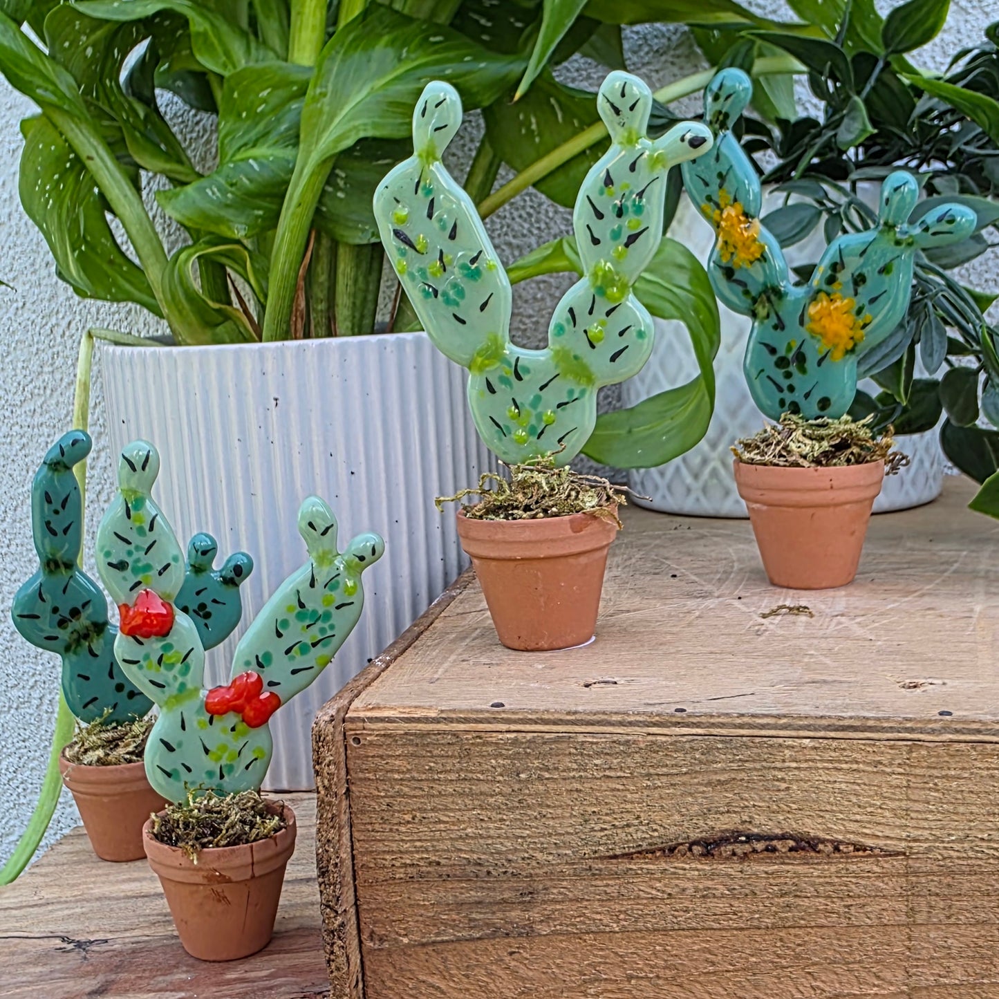 Cacti | In a Pot