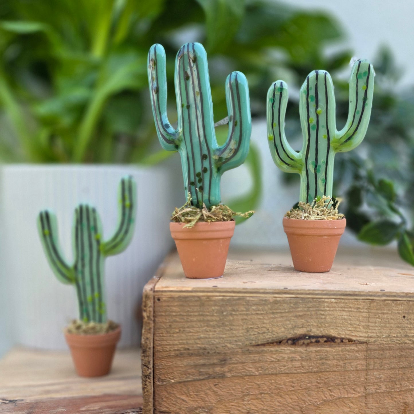 Cacti | In a Pot