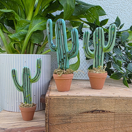Cacti | In a Pot