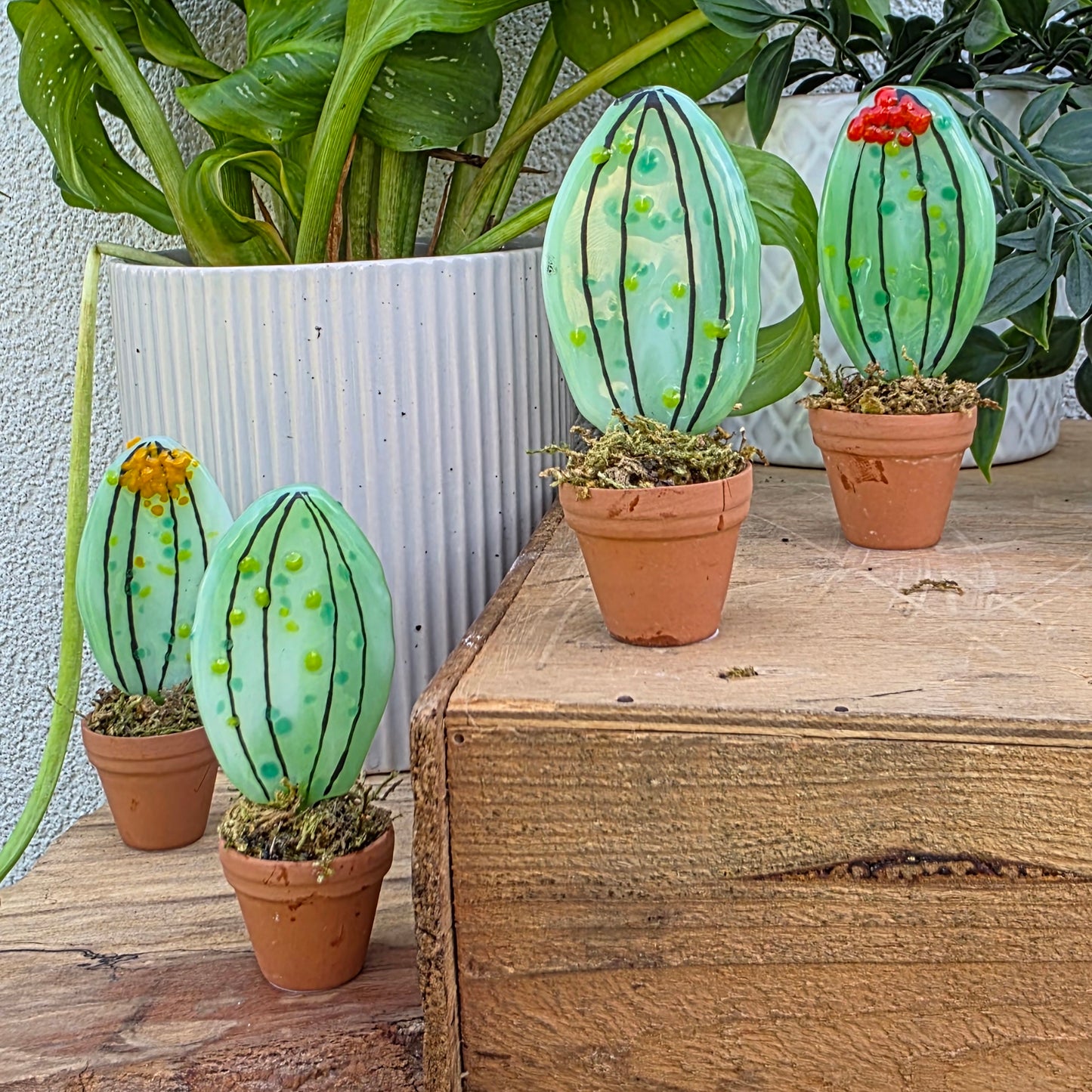 Cacti | In a Pot